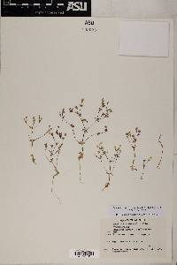 Leptosiphon chrysanthus subsp. chrysanthus image