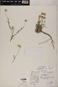 Erigeron concinnus image