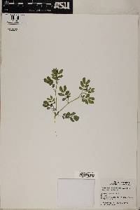 Kallstroemia californica image