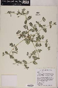 Kallstroemia californica image