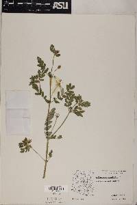 Kallstroemia grandiflora image