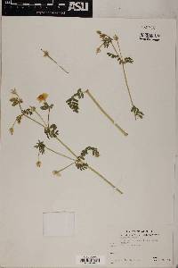 Kallstroemia grandiflora image