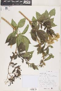 Sambucus nigra image