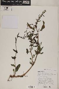 Rumex dentatus image