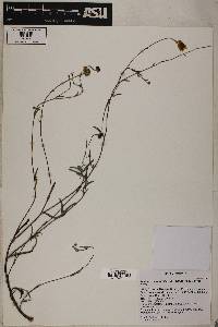 Heliomeris longifolia var. annua image