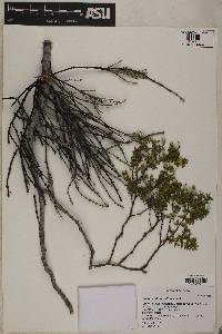 Phoradendron californicum image