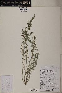 Chenopodium incanum var. elatum image