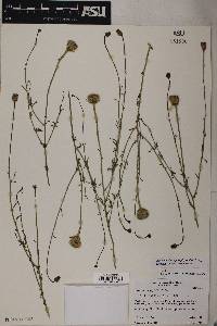 Adenophyllum porophylloides image