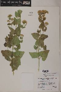 Ageratina herbacea image