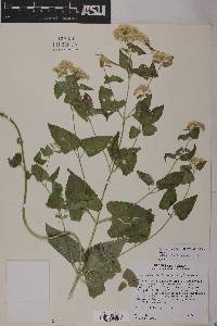 Ageratina herbacea image