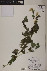 Ageratina herbacea image