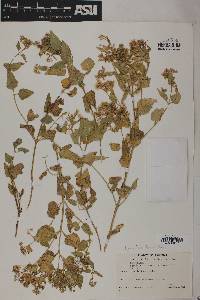 Ageratina herbacea image