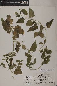 Ageratina herbacea image