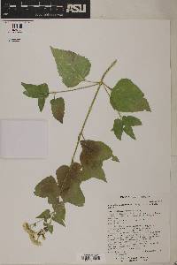 Ageratina herbacea image