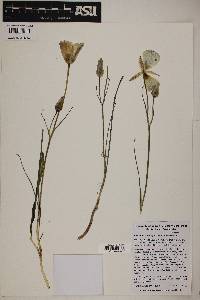 Calochortus ambiguus image