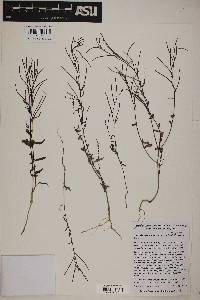 Eremothera chamaenerioides image