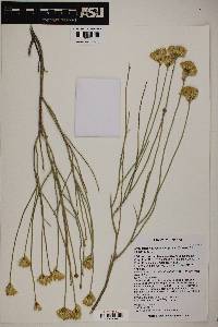 Ericameria nauseosa var. juncea image