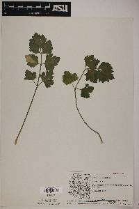 Apium graveolens image