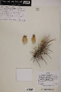 Echinocactus polycephalus var. polycephalus image