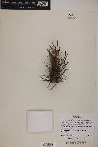 Echinocactus polycephalus var. polycephalus image