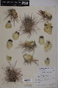 Echinocactus polycephalus image