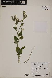 Heliotropium lasiocarpum image
