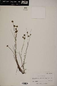 Juncus nodosus image