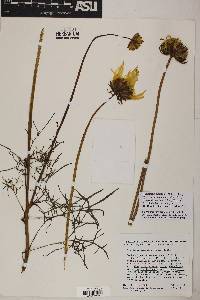 Coreopsis maritima image