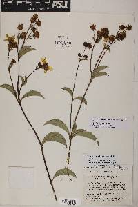 Electranthera mutica image