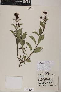 Electranthera mutica image