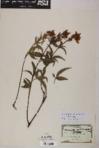 Electranthera mutica image