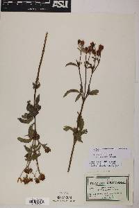 Electranthera mutica var. mutica image