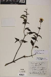 Electranthera mutica image