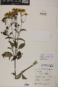 Electranthera mutica image