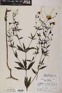 Coreopsis major image