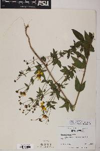 Coreopsis major image