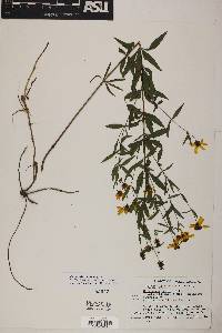 Coreopsis major image