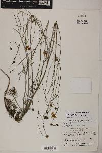 Coreopsis cyclocarpa var. pinnatisecta image