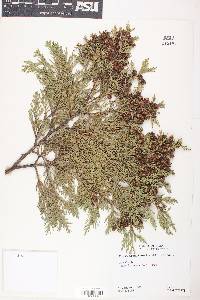 Chamaecyparis lawsoniana image