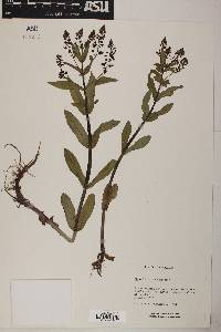 Veronica grandiflora image