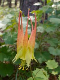 Aquilegia skinneri image