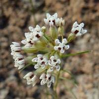Image of Asclepias leptopus