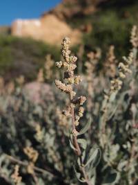 Image of Atriplex barclayana