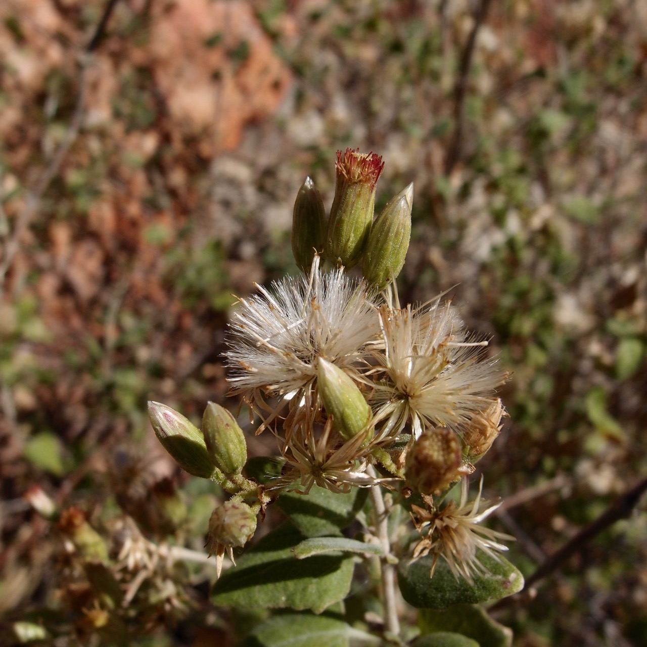 Brickellia rhomboidea image