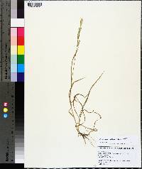 Bromus catharticus image