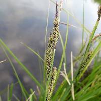 Carex aquatilis image