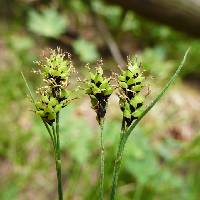 Image of Carex stevenii