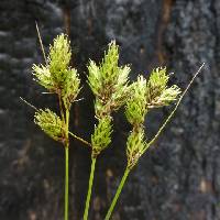 Image of Carex wootonii