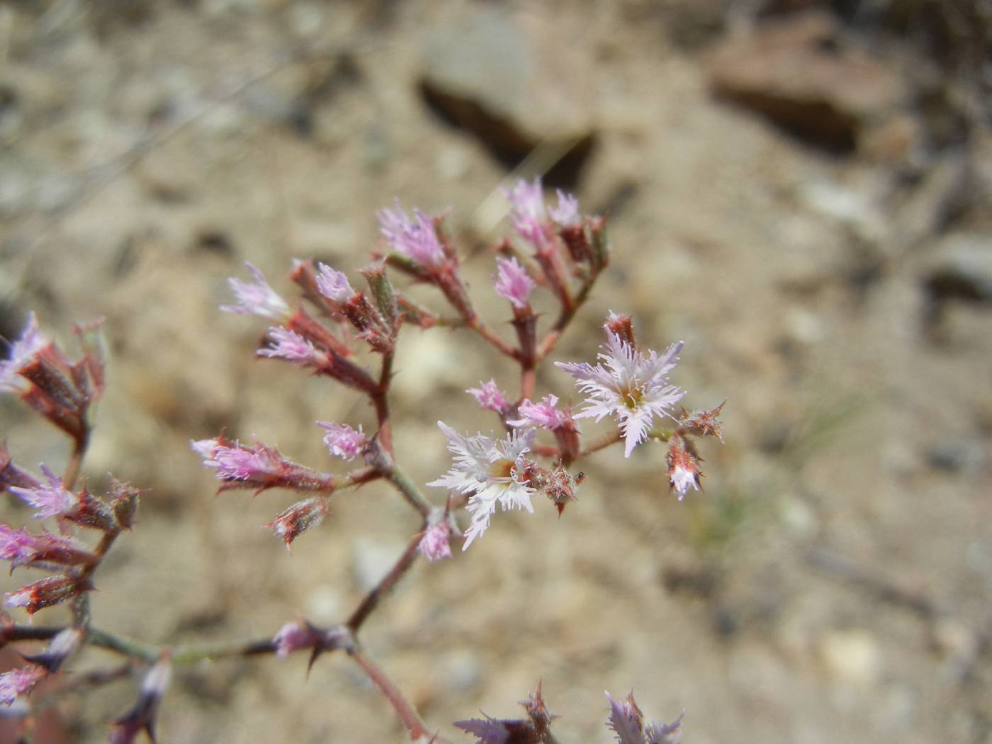 Chorizanthe fimbriata image