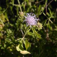 Chromolaena sagittata image